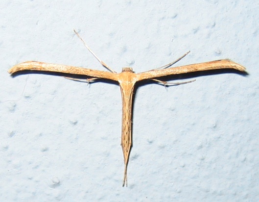 Pterophoridae