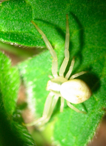 Misumena vatia