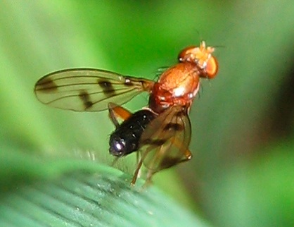 Opomyzidae Geomyza tripunctata