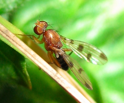 Opomyzidae Geomyza tripunctata