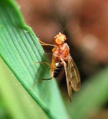 Opomyzidae Geomyza tripunctata