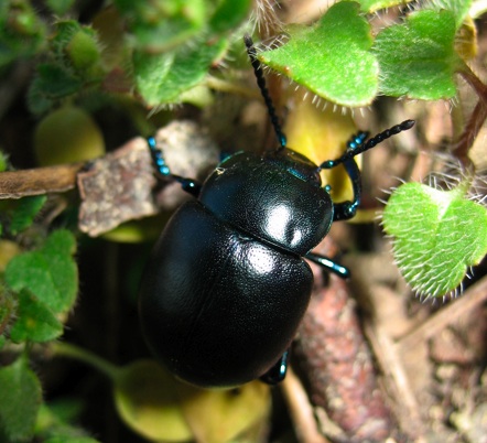 Identificazione coleotteri
