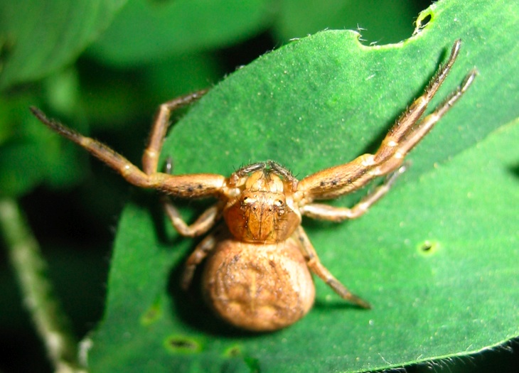 Xysticus sp.