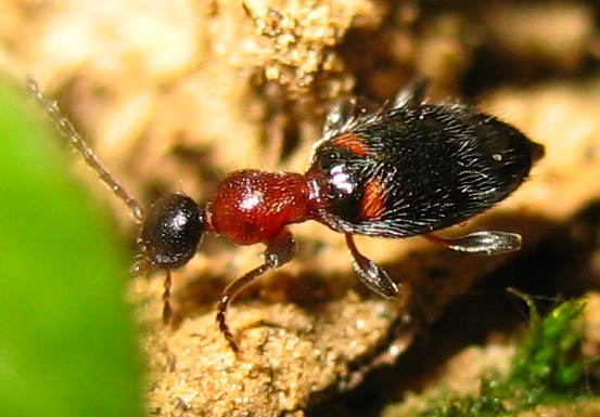 Anthicidae: Anthelephila (= Formicomus) pedestris