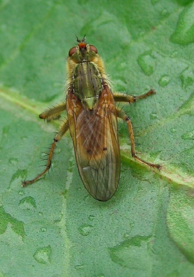 2 ditteri da identificare