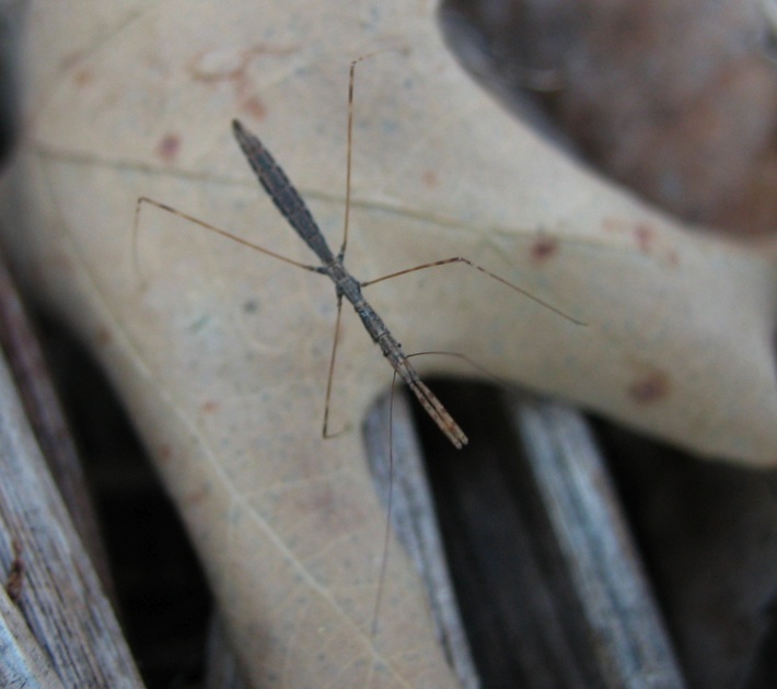 Reduvidae-Emesinae: Metapterus cfr. caspicus