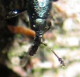 Neocoenorhinidius pauxillus