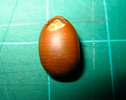 Chrysomelidae Bruchinae: Megabruchidius tonkineus