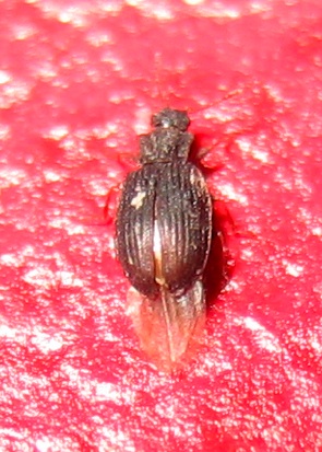 Latridiidae: Latridius minutus (cfr.)