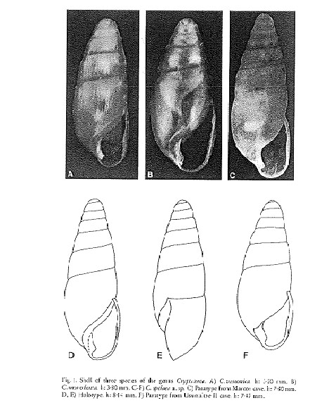 Hypnophyla girottii Esu, 1978