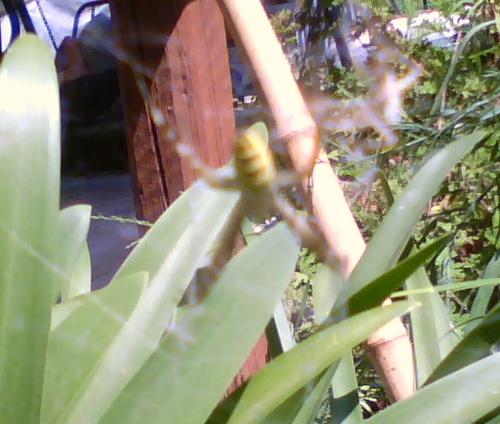 Argiope bruennichi