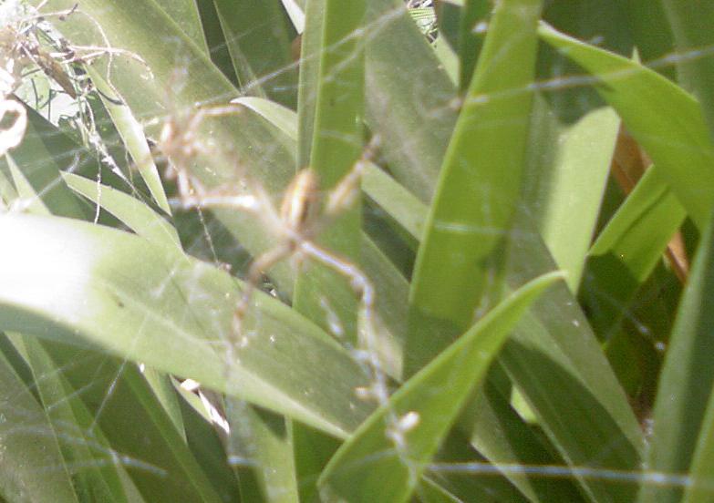 Argiope bruennichi