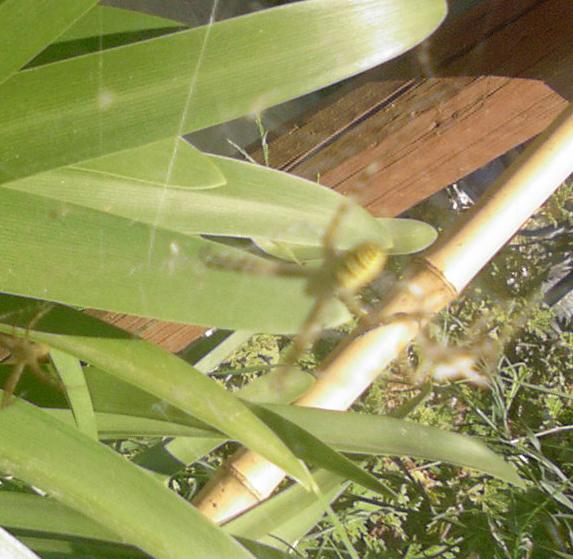 Argiope bruennichi
