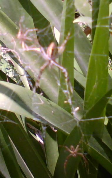 Argiope bruennichi