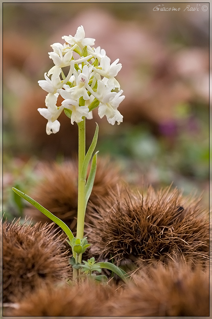 Qualche Orchidea dalla Maremma