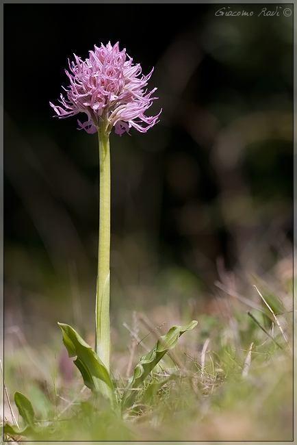 Qualche Orchidea dalla Maremma