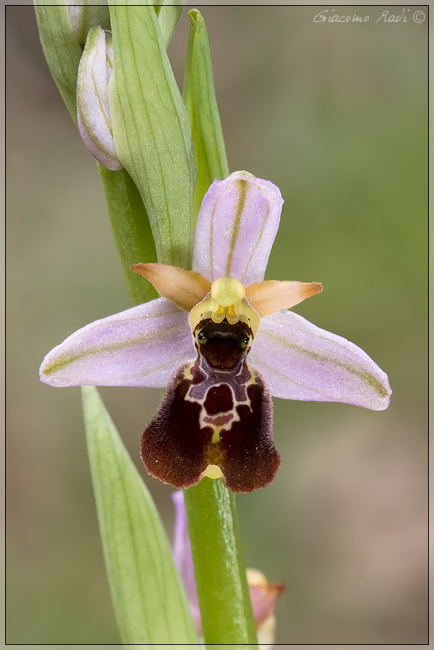 Qualche Orchidea dalla Maremma