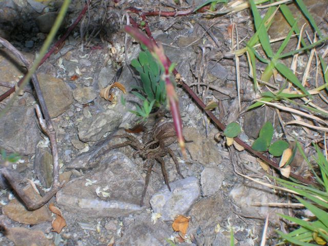 Hogna radiata