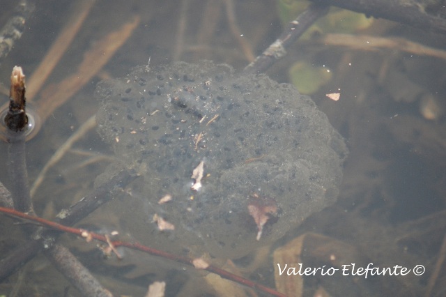 Bufo bufo @ Ctr. Feudozzo (Castel di Sangro)