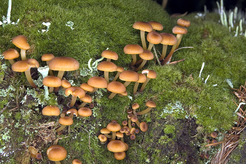Galerina o Micena???