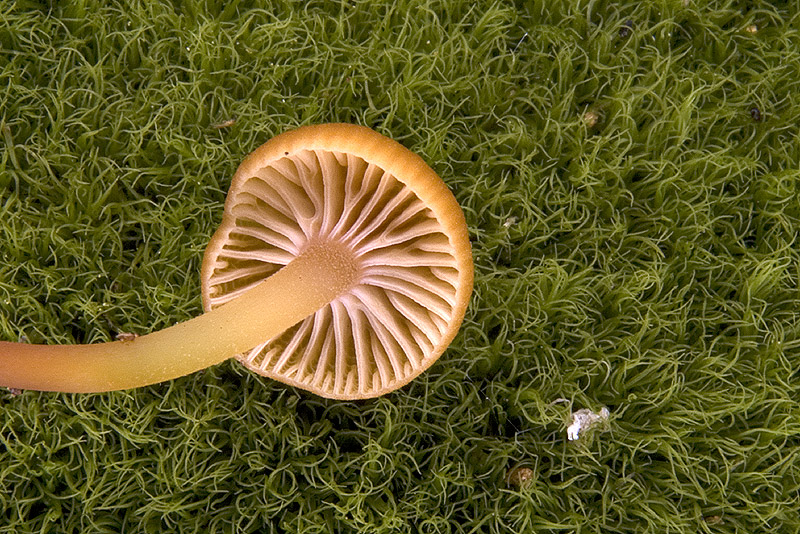Galerina o Micena???