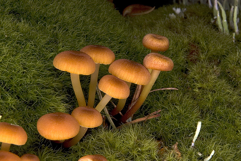 Galerina o Micena???
