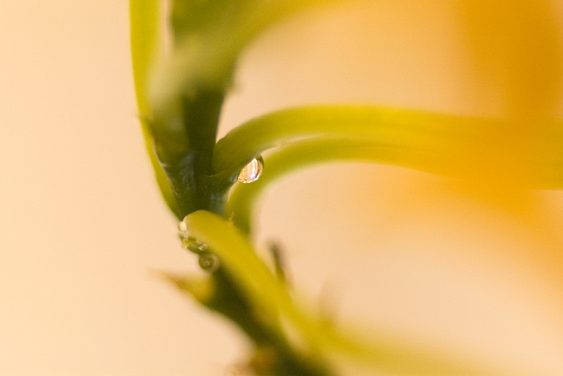 Tamron sp 90 + K100D