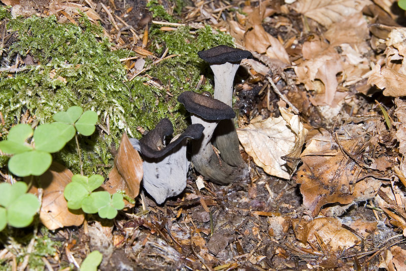 Craterellus cornucopioides (L. :Fr) Persoon
