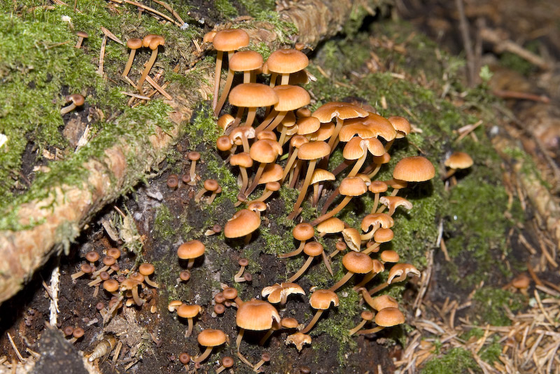 Galerina o Micena???
