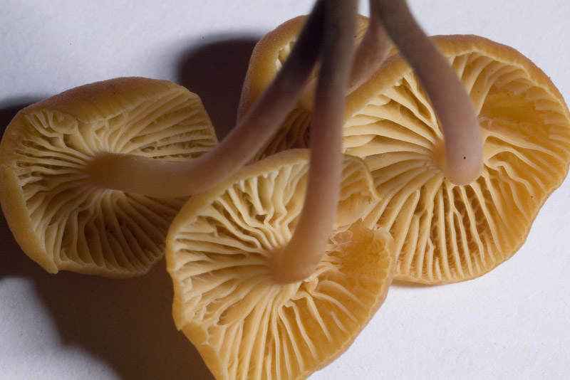 Galerina o Micena???