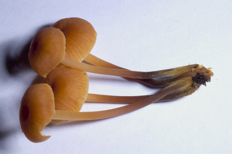 Galerina o Micena???