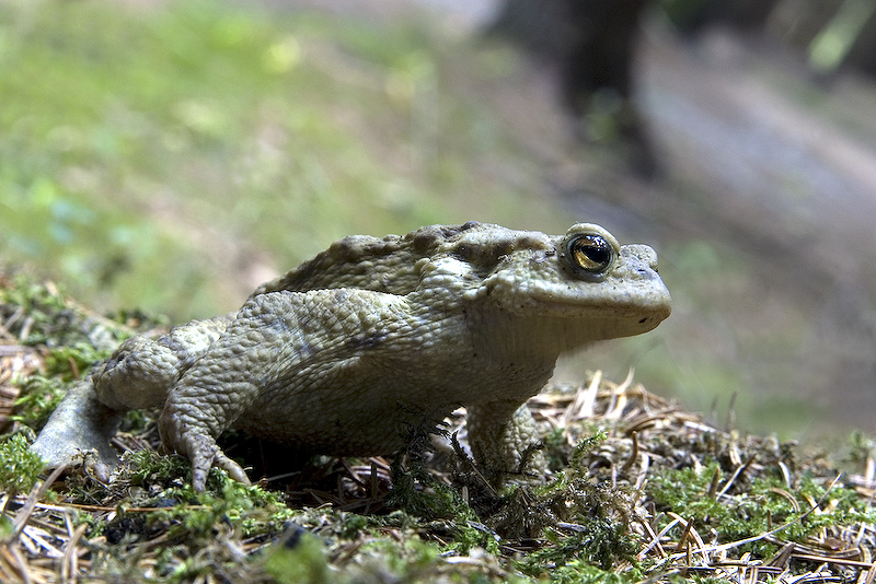 Che tipo di rana/rospo è? - Bufo bufo