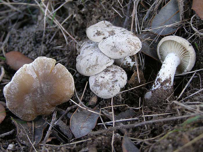 Posible Lyophyllum da determinare
