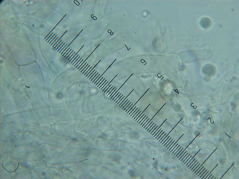 Posible Lyophyllum da determinare