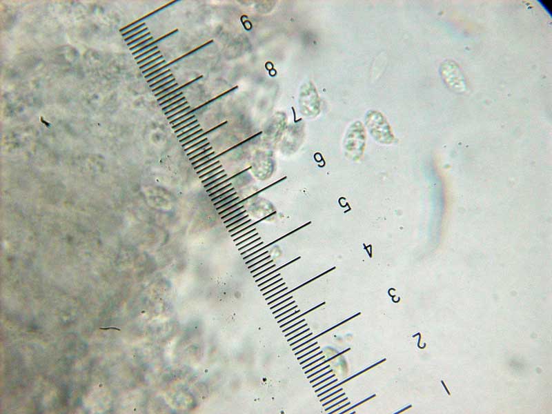 Posible Lyophyllum da determinare