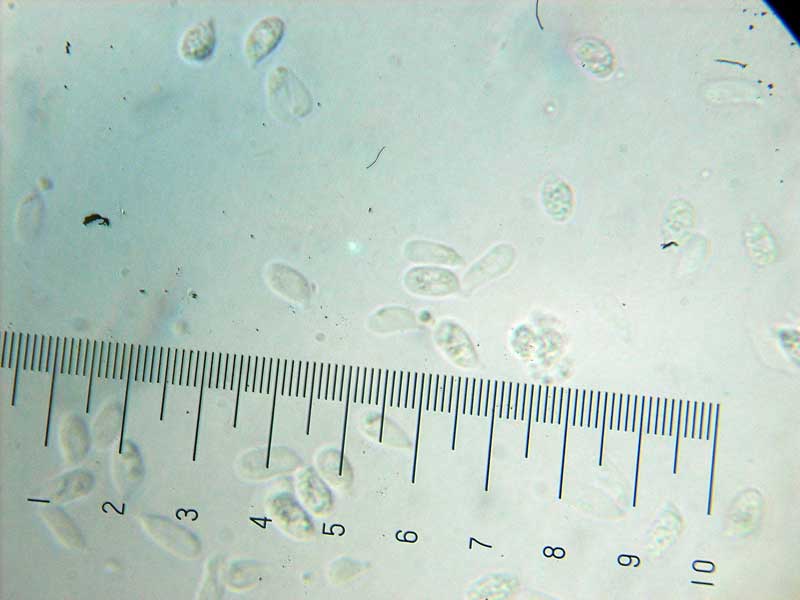 Posible Lyophyllum da determinare