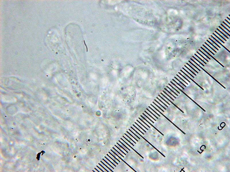 Posible Lyophyllum da determinare