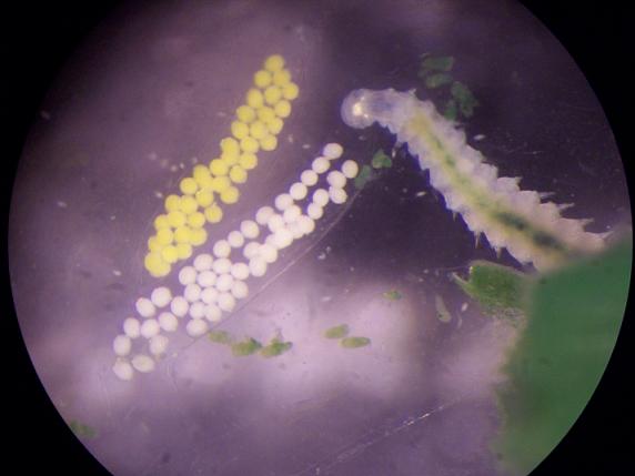 Ophryotrocha diadema