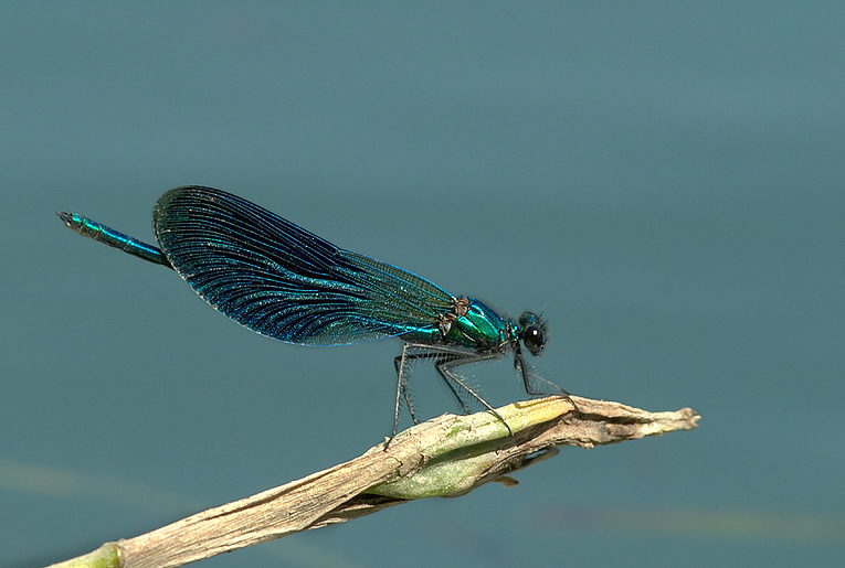 Occhi calopteryx