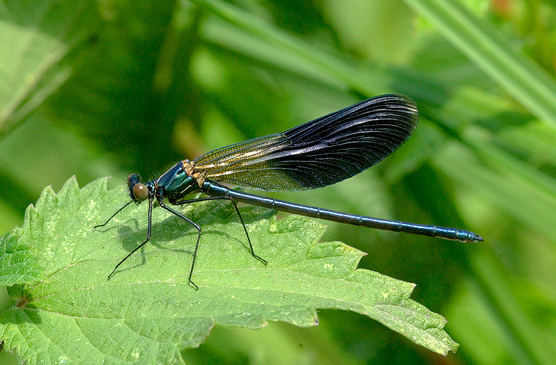 Occhi calopteryx