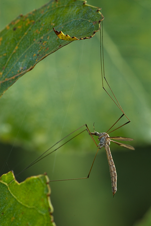 composzione con Tipula
