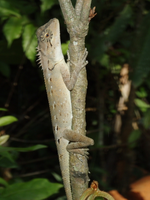 Western Ghats: habitat  del cobra reale