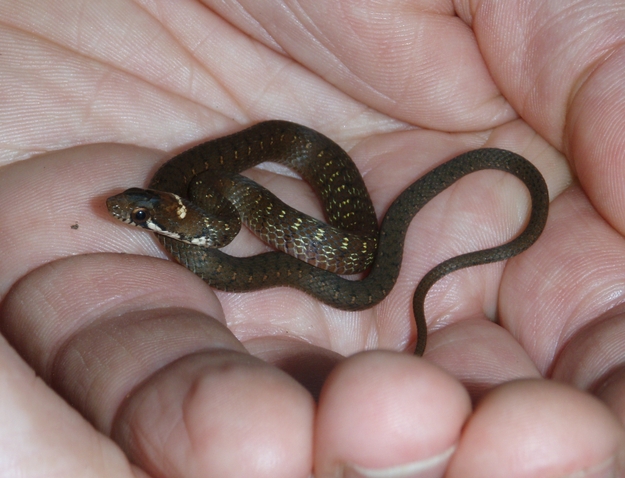 Western Ghats: habitat  del cobra reale