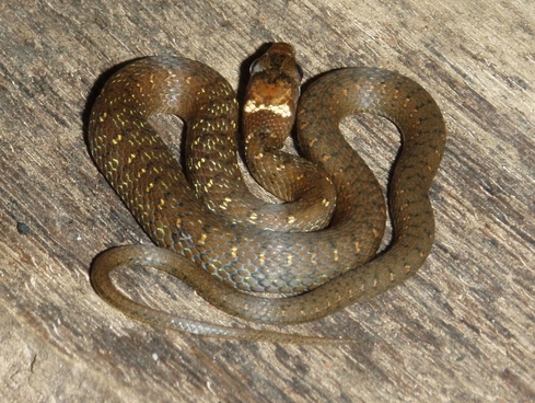Western Ghats: habitat  del cobra reale
