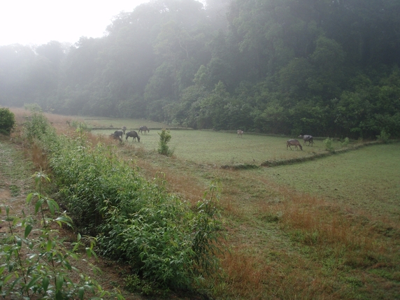Western Ghats: habitat  del cobra reale