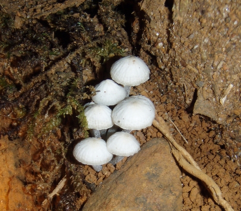 Western Ghats: habitat  del cobra reale