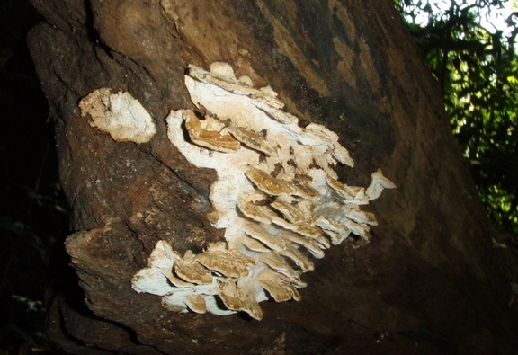 Western Ghats: habitat  del cobra reale