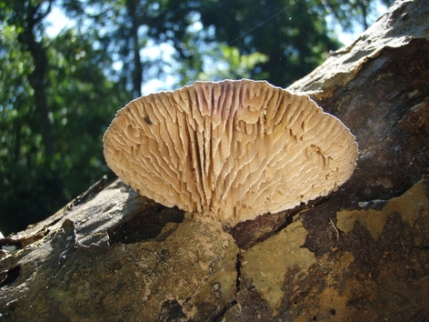Western Ghats: habitat  del cobra reale