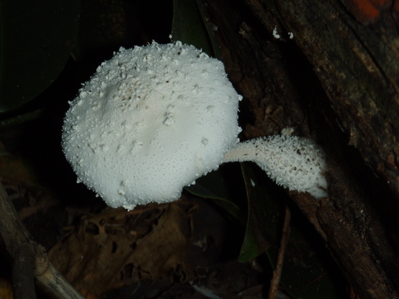 Specie esotica (Isole Andamane)