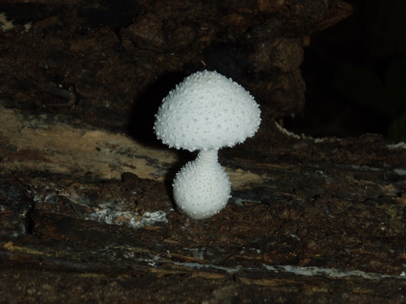 Specie esotica (Isole Andamane)
